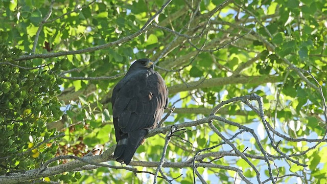 Zone-tailed Hawk - ML570776011