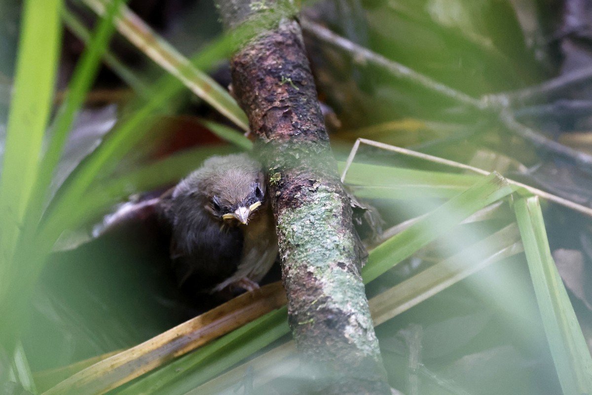 Chapin's Apalis - ML570778671