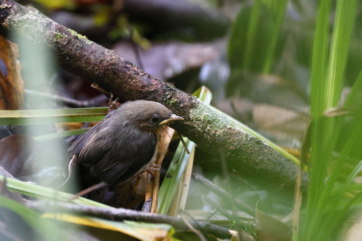 Chapin's Apalis - ML570778681