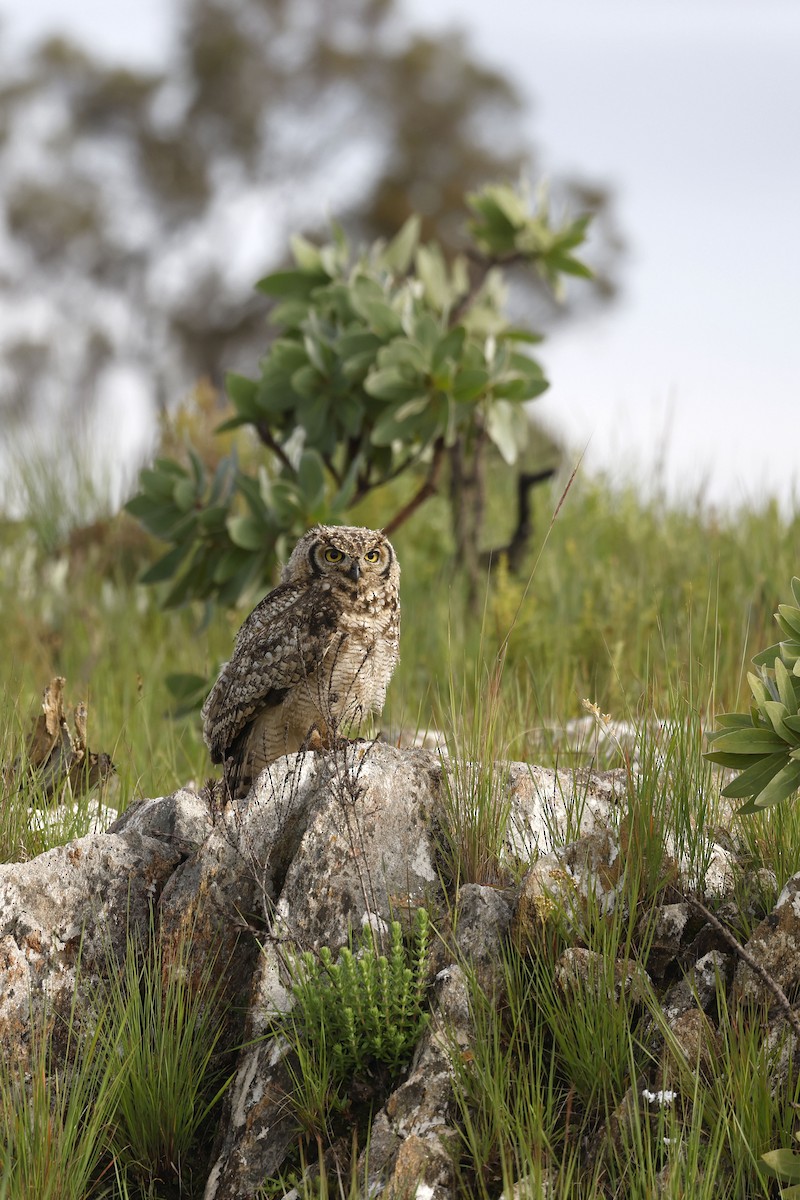 Spotted Eagle-Owl - Daniel Branch