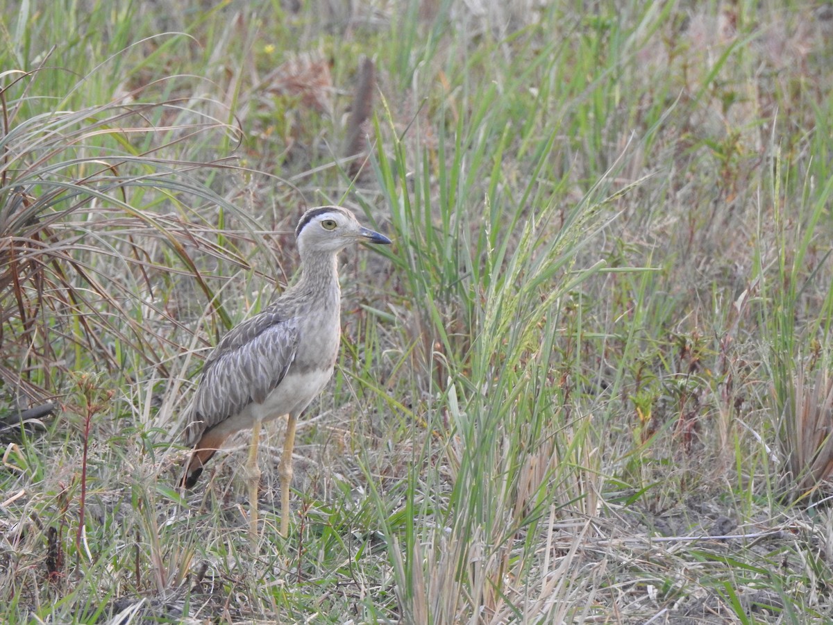 Double-striped Thick-knee - ML570779551