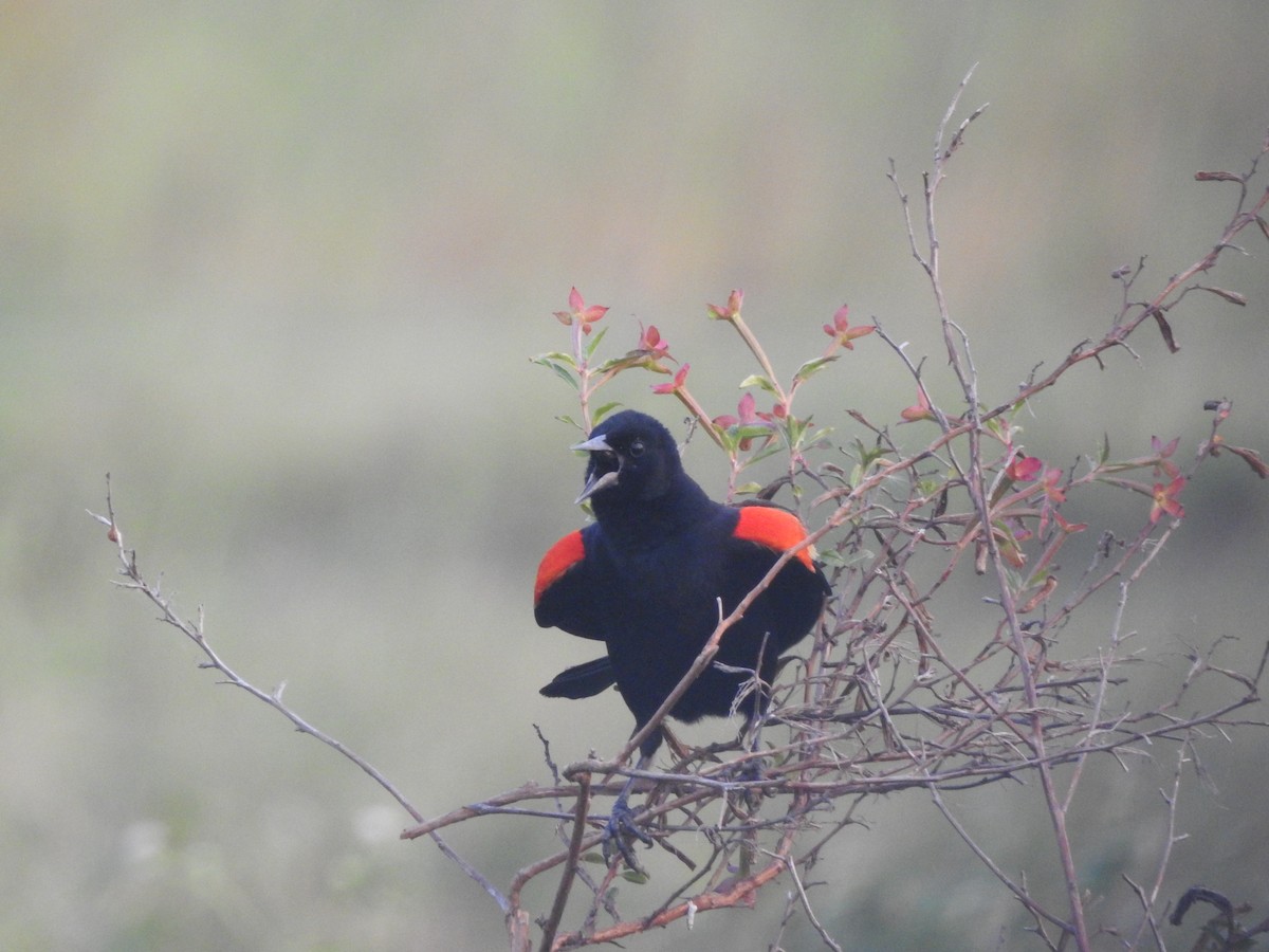 Red-winged Blackbird - ML570779761
