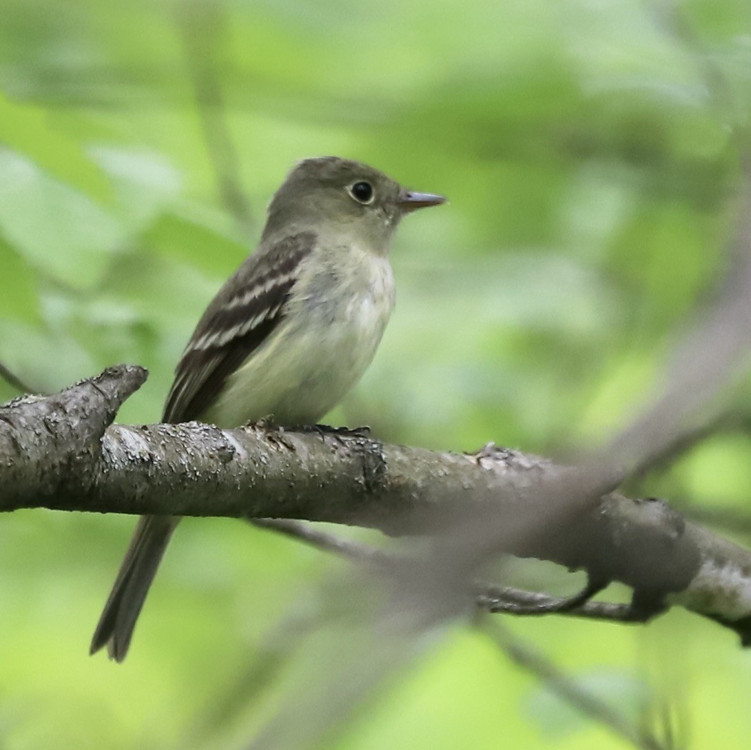 Least Flycatcher - ML570779921