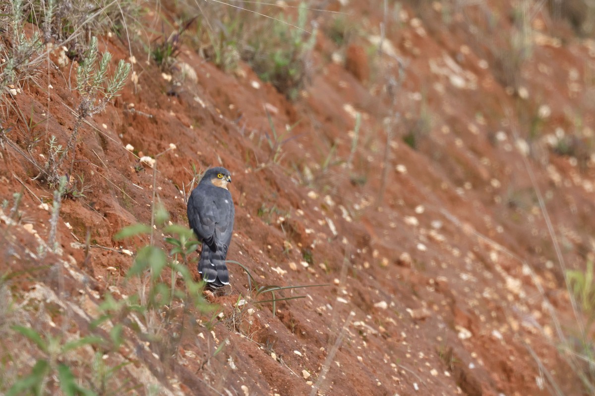 Rufous-breasted Sparrowhawk - ML570780091