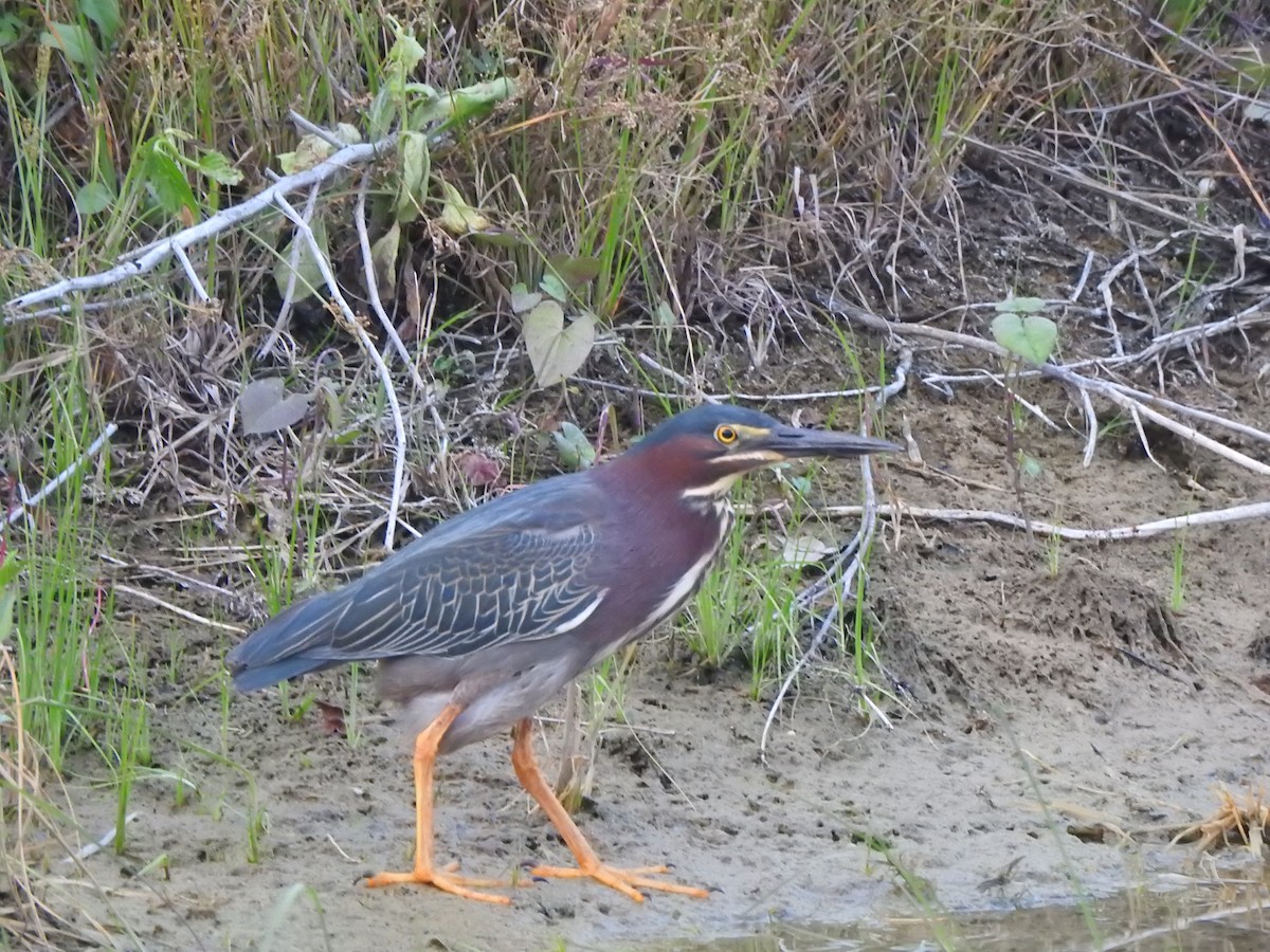 Green Heron - ML570780291