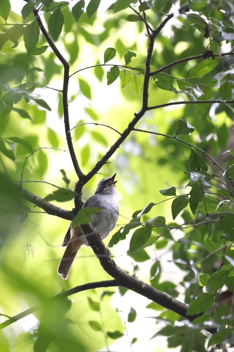 Olive-flanked Robin-Chat - ML570781201