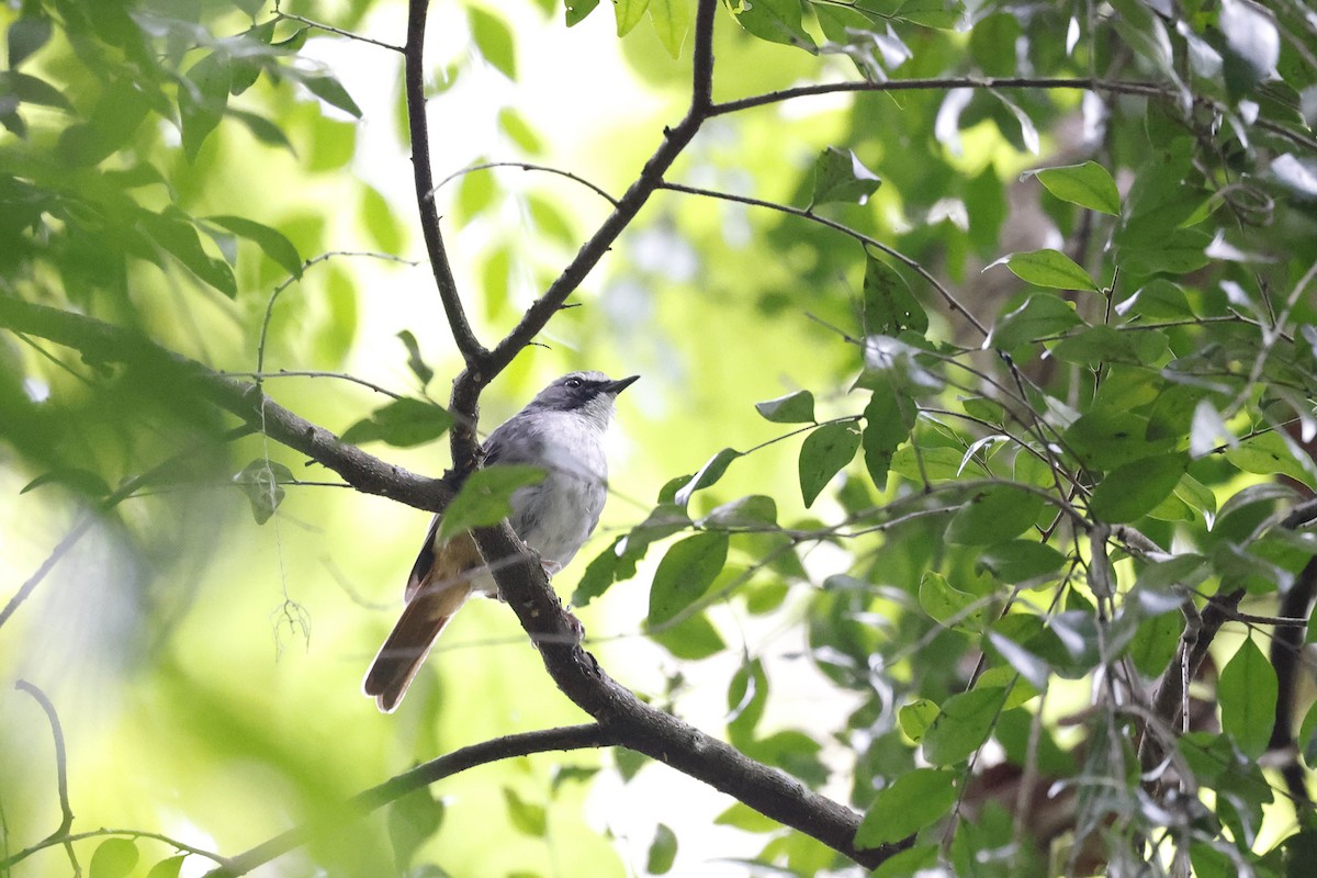 Olive-flanked Robin-Chat - ML570781221