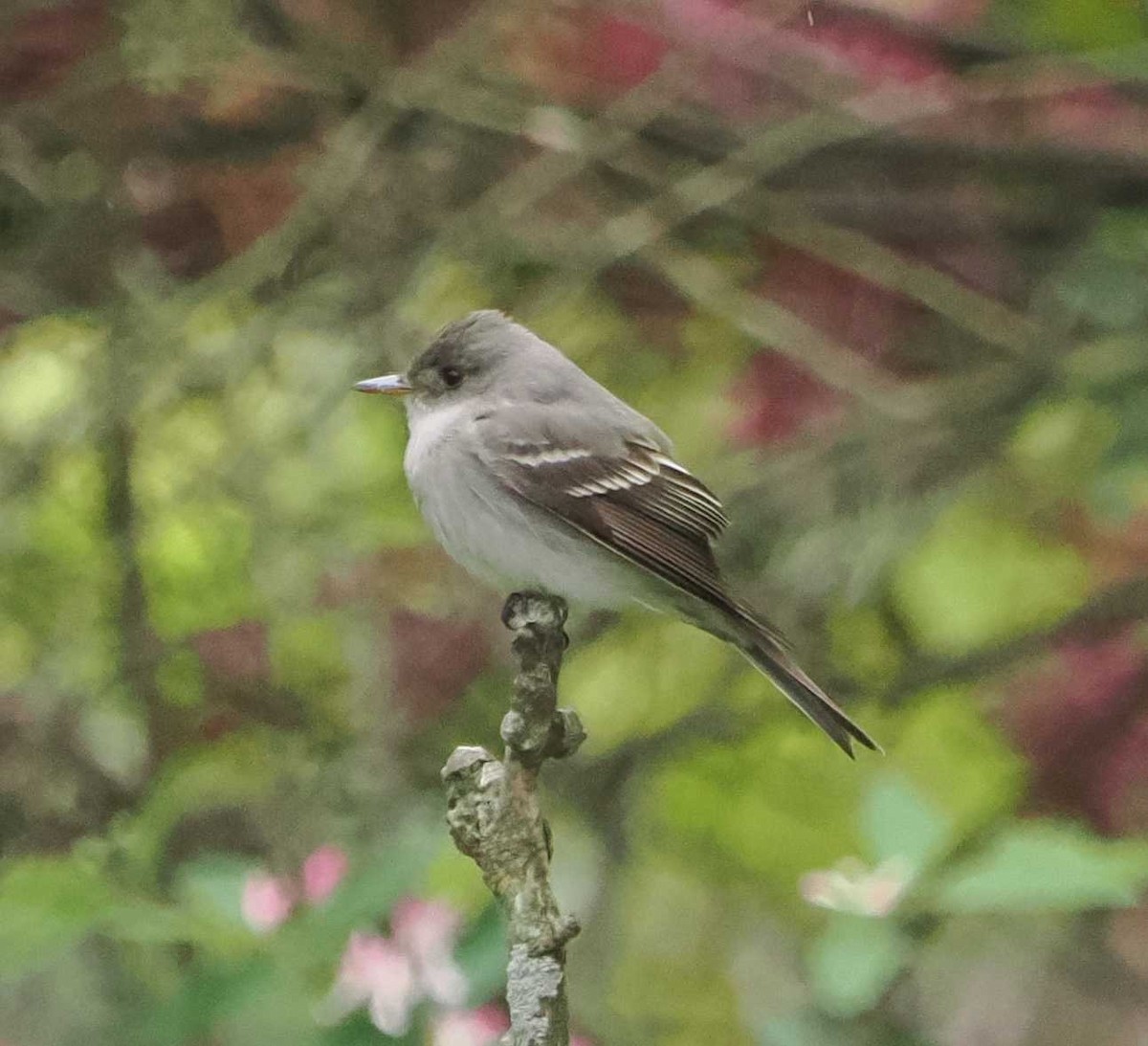 Willow Flycatcher - ML570782671