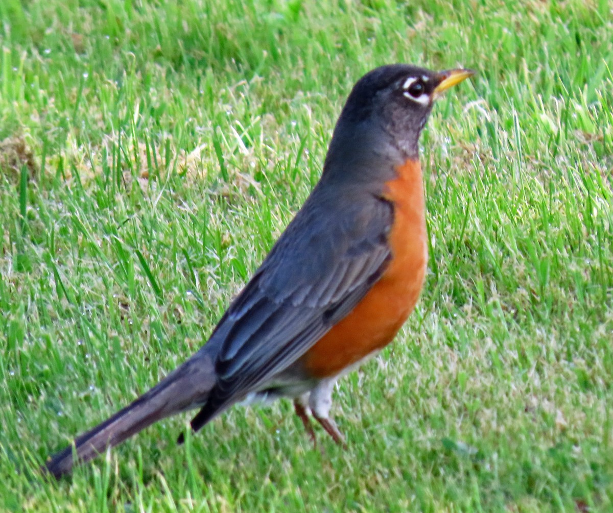 American Robin - ML570783771