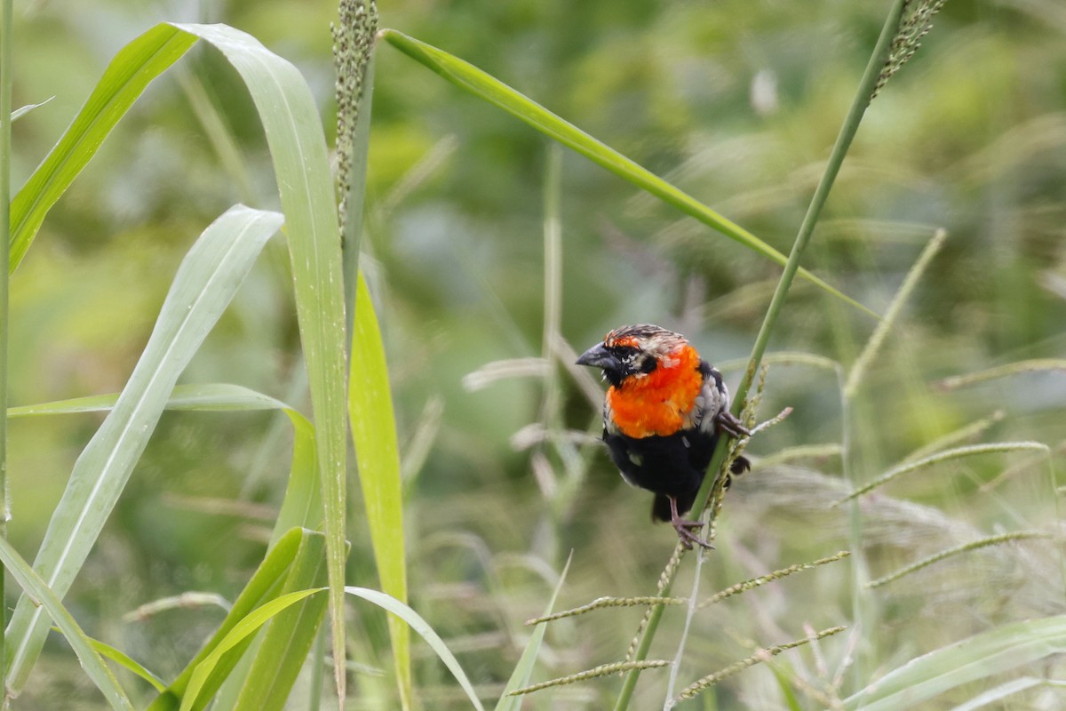 Black-winged Bishop - ML570783871