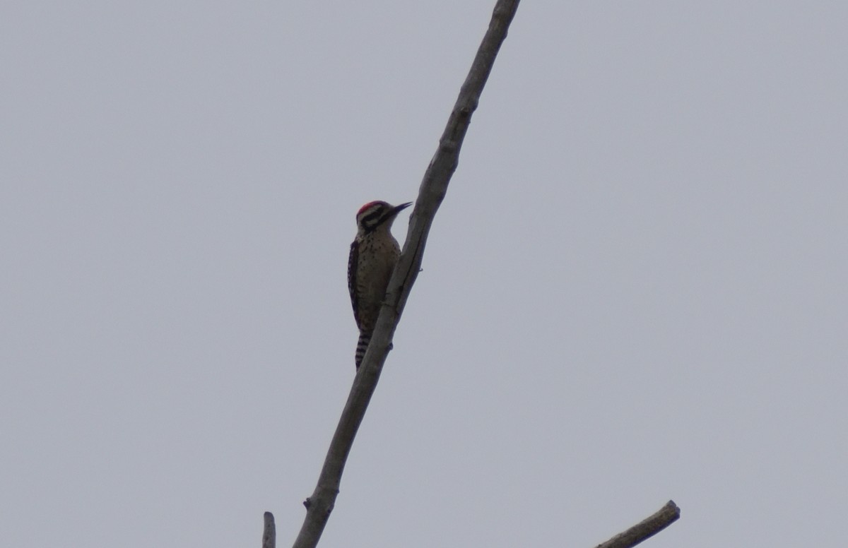 Ladder-backed Woodpecker - ML570786031