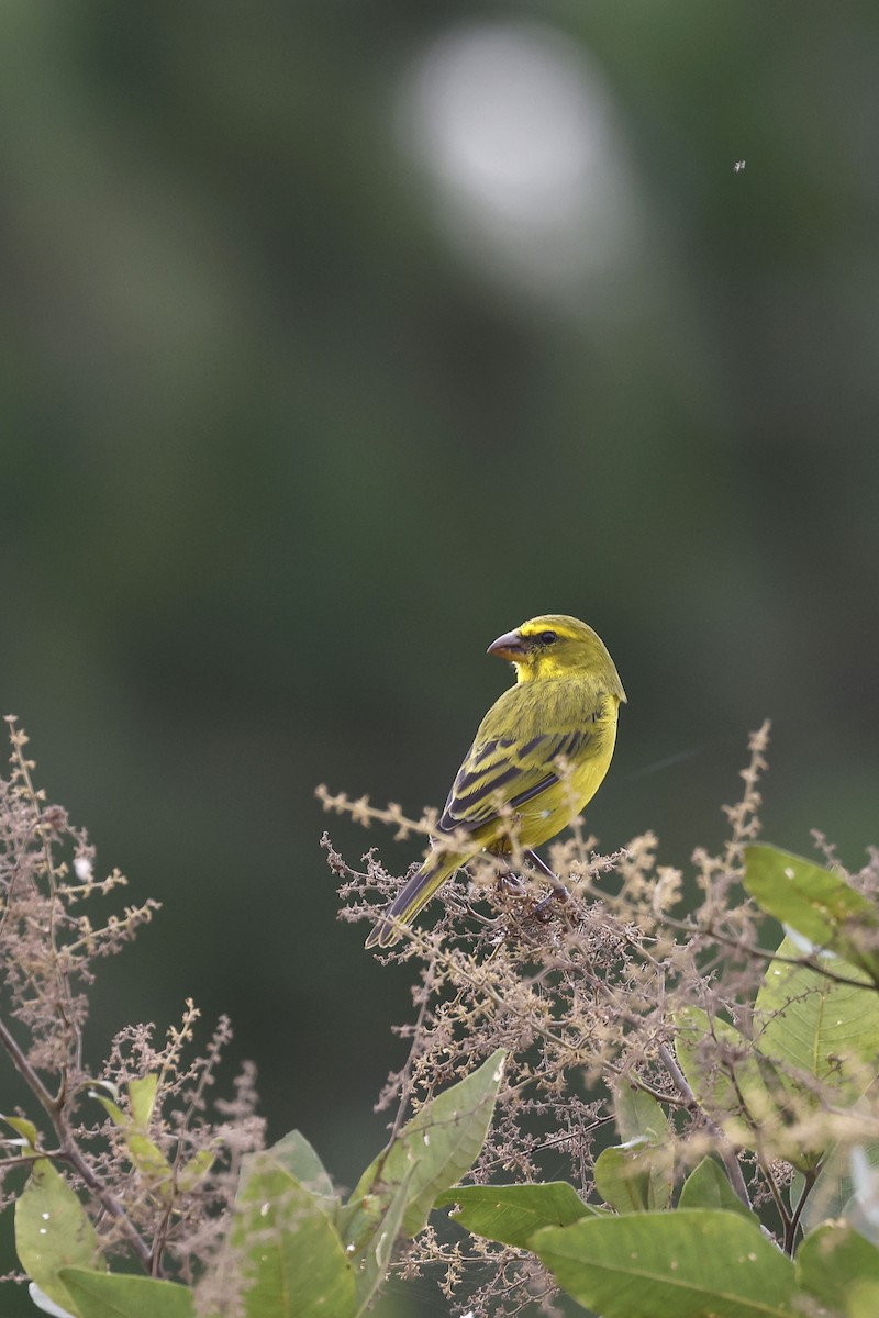 Brimstone Canary - ML570786231