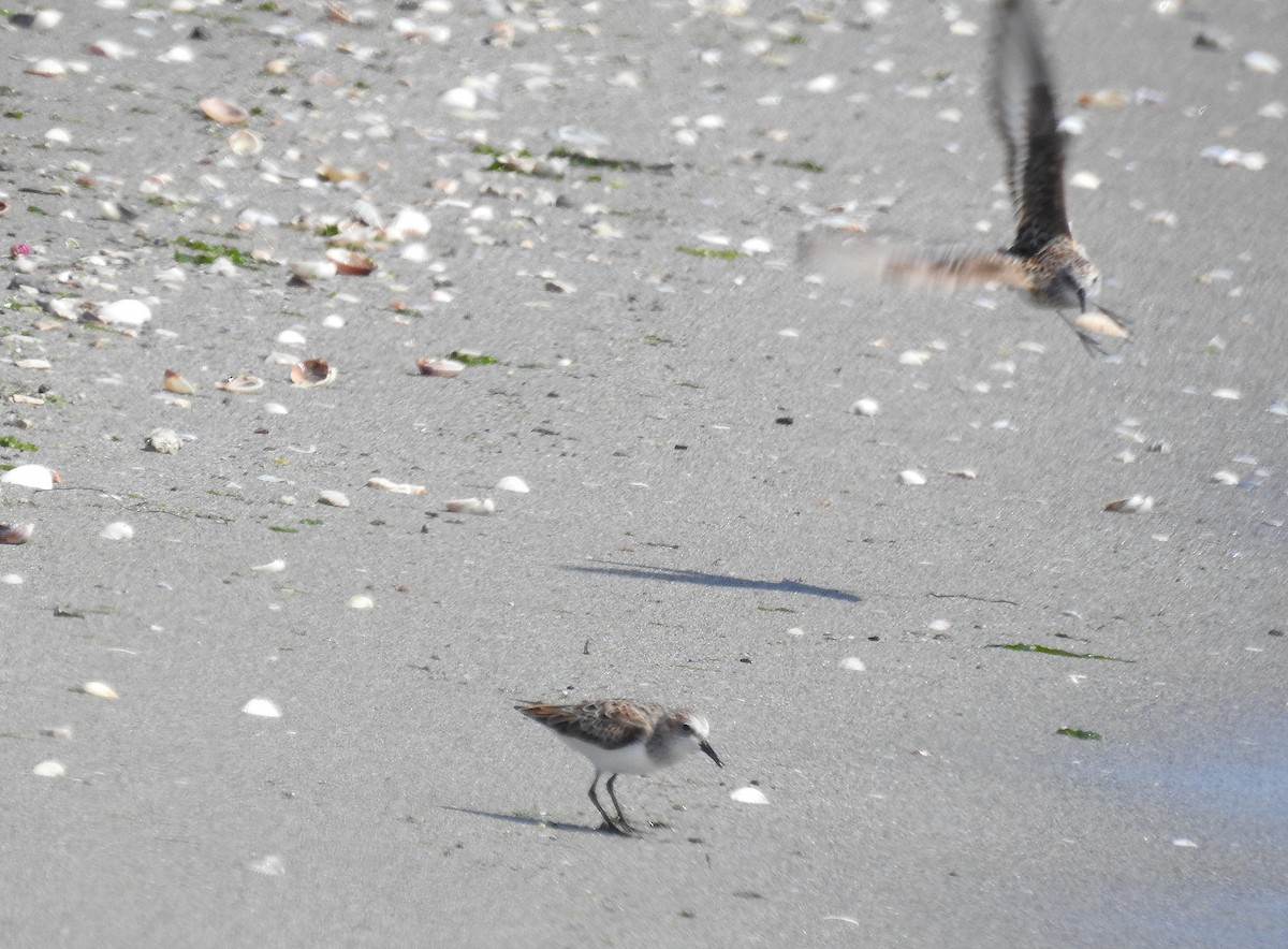 Little Stint - ML570786781