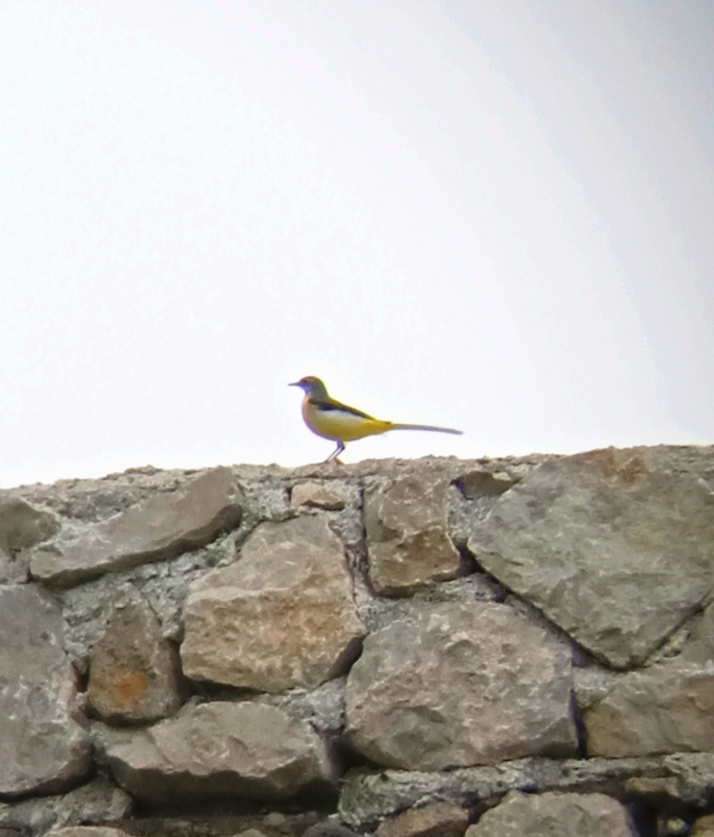 Western Yellow Wagtail - ML570787281