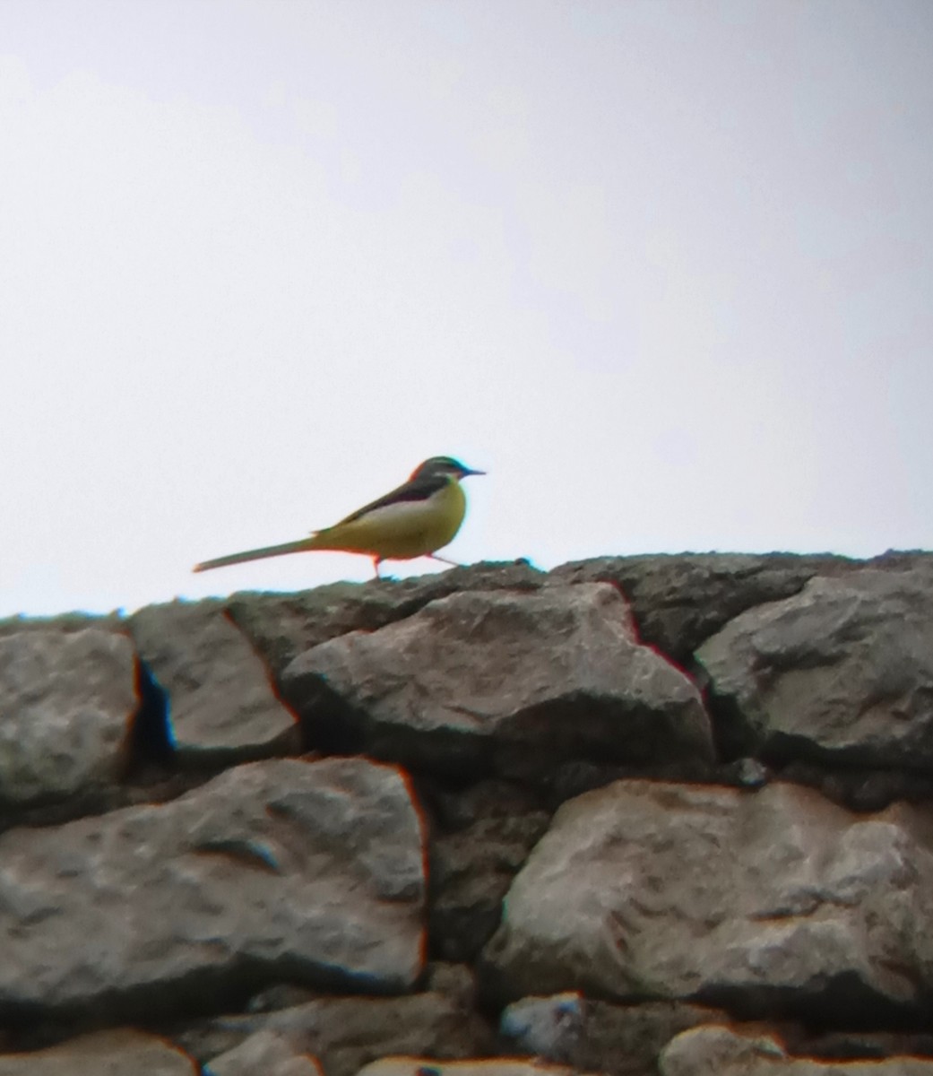 Western Yellow Wagtail - ML570787341