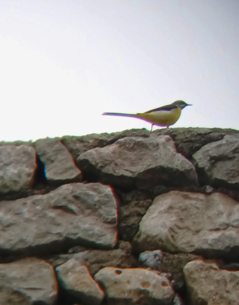 Western Yellow Wagtail - ML570787351