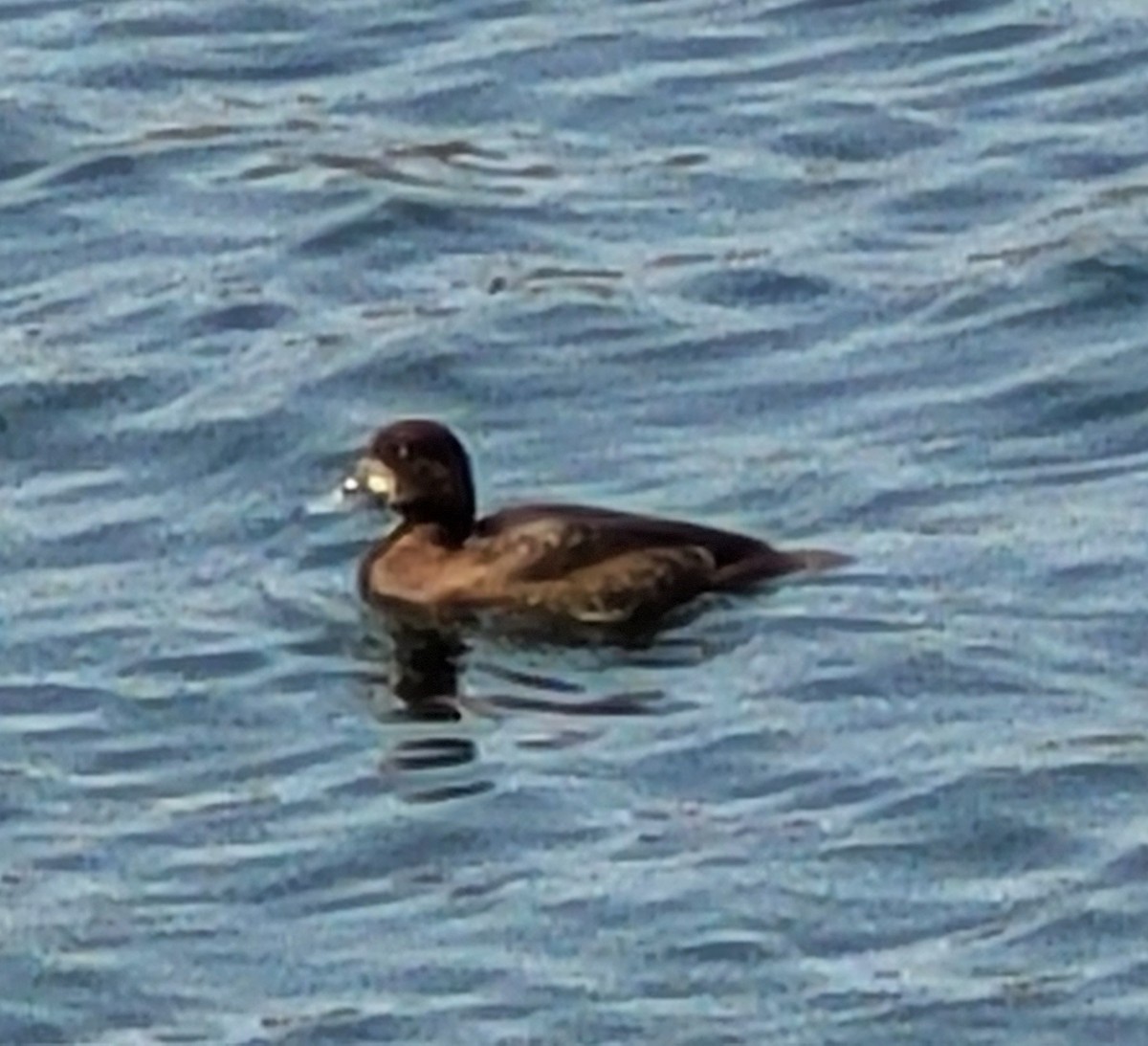 Greater Scaup - ML570787361