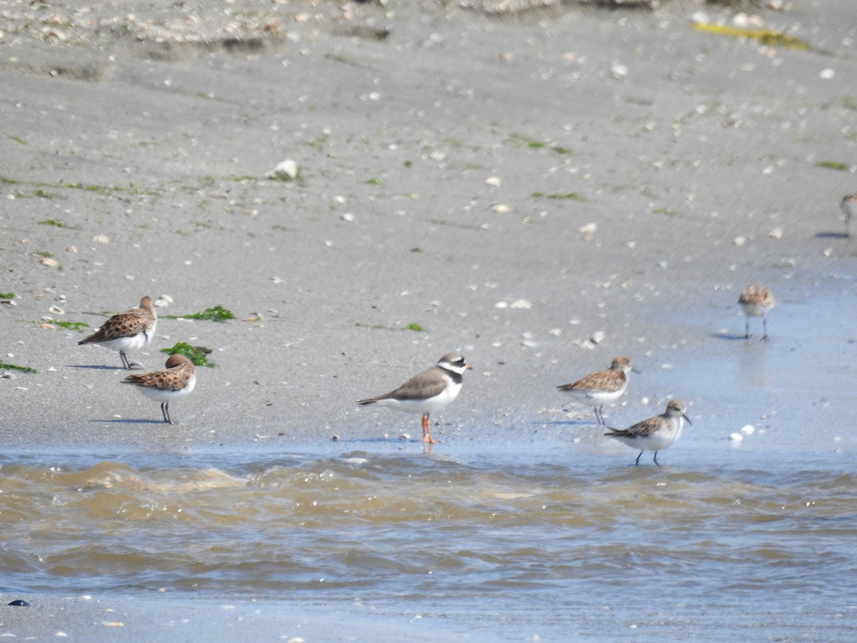 Common Ringed Plover - ML570787421