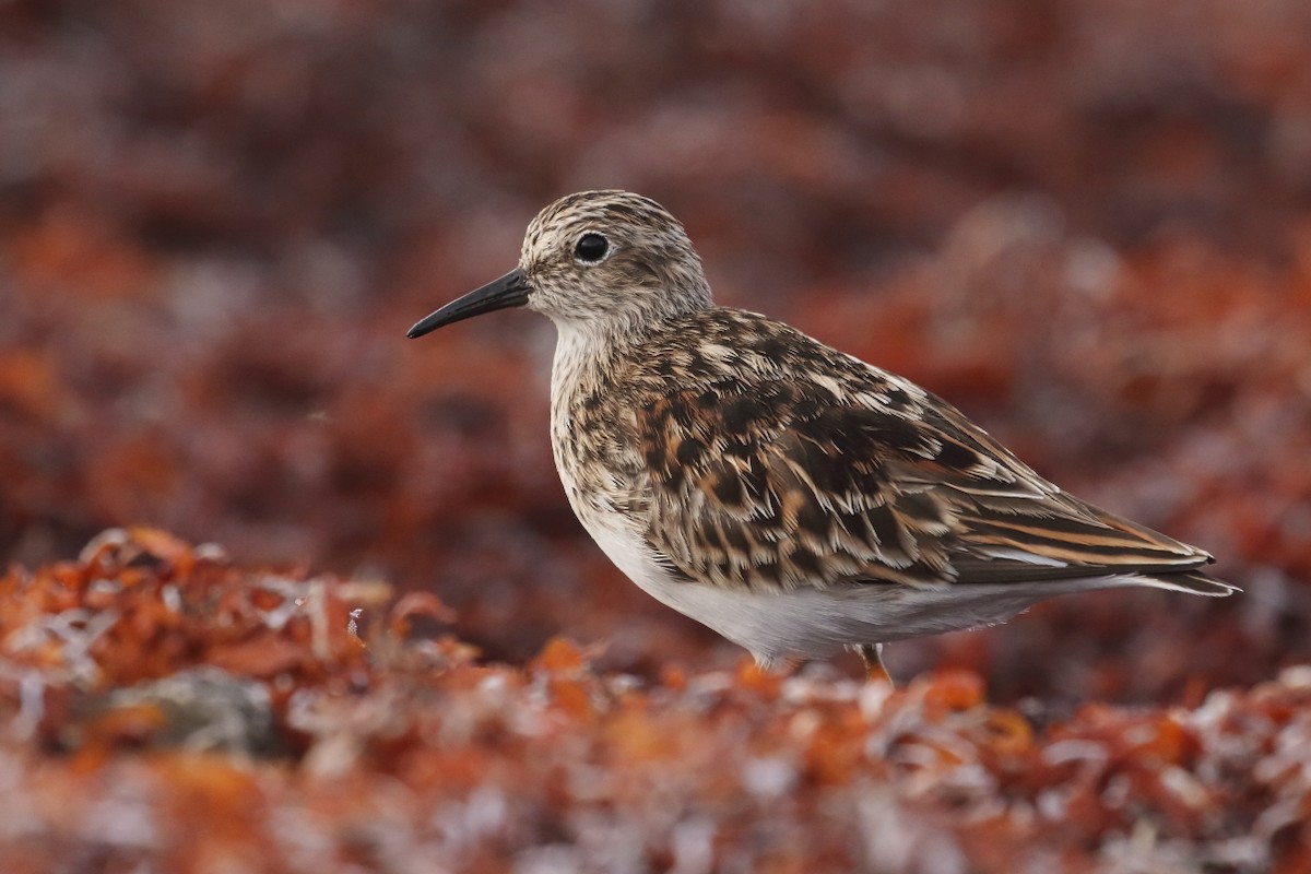 Least Sandpiper - ML570788331