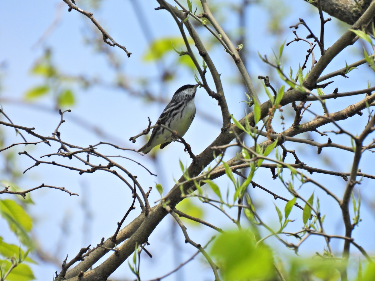 Blackpoll Warbler - ML570789121