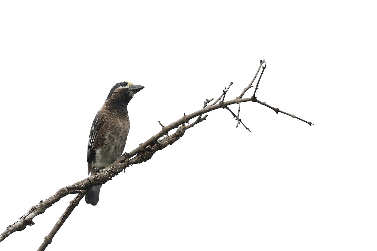 Whyte's Barbet - ML570789381