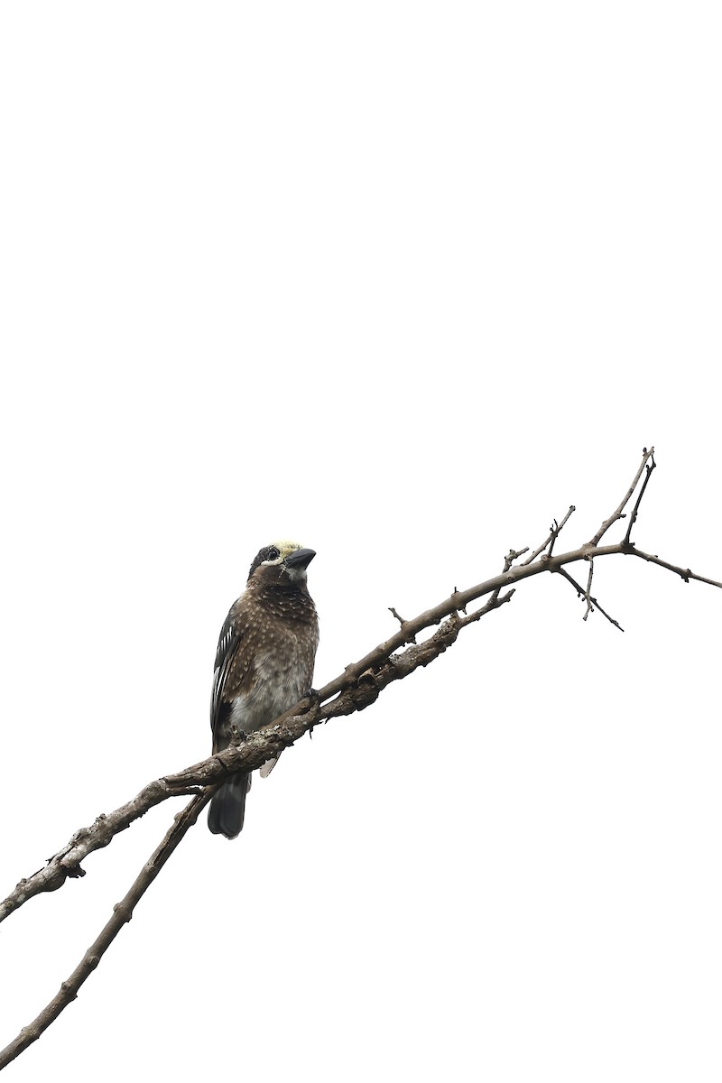 Whyte's Barbet - ML570789391