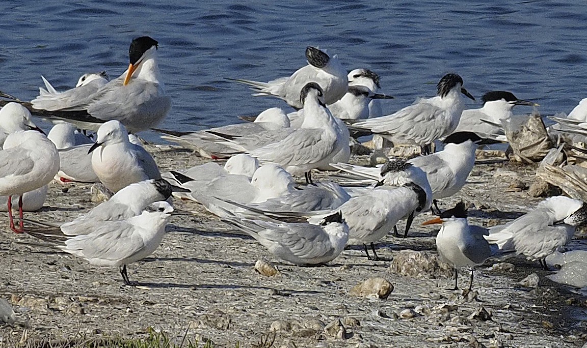 Lesser Crested Tern - ML570789641