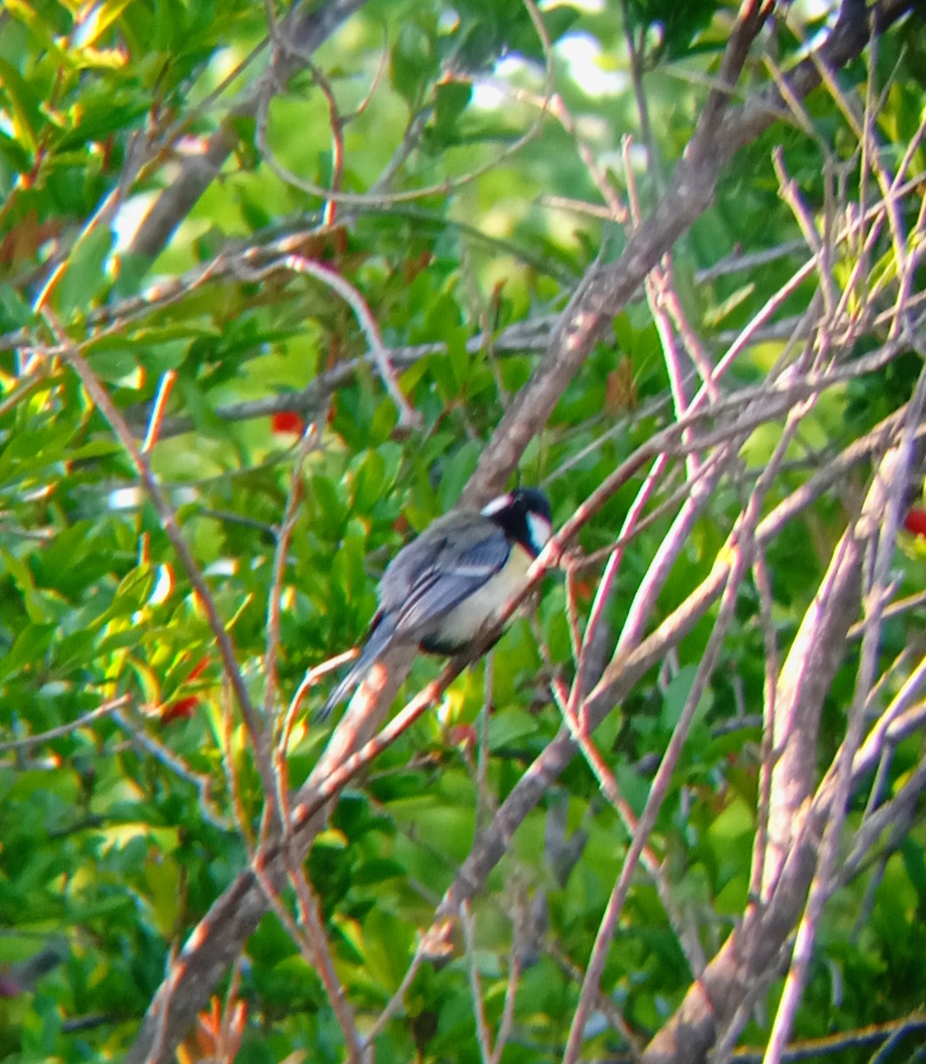 Great Tit - ML570790371