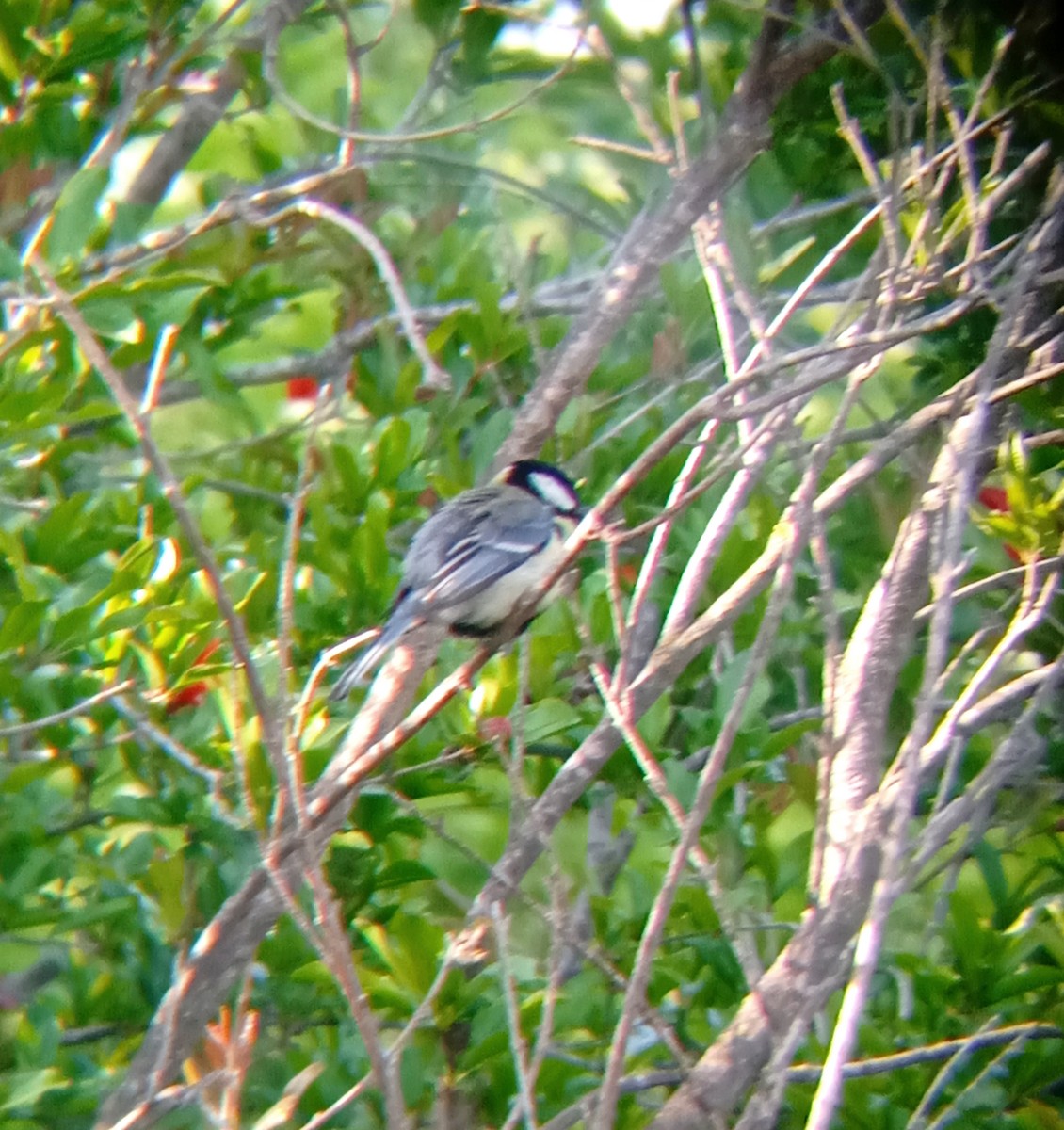 Mésange charbonnière - ML570790391