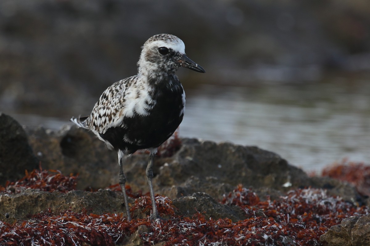 Black-bellied Plover - ML570790551