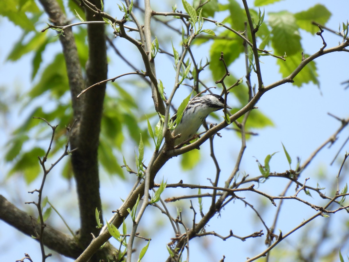 Blackpoll Warbler - ML570791321