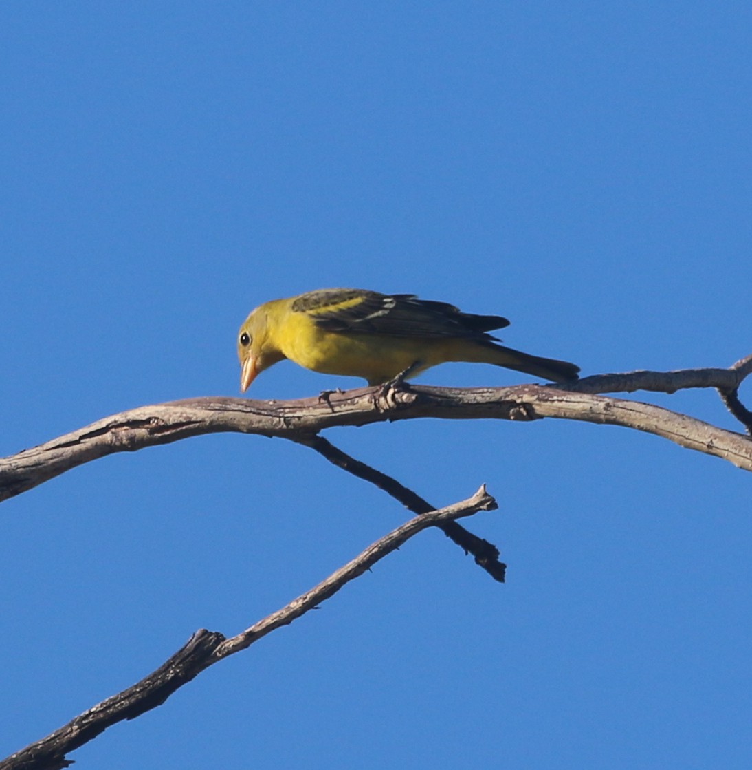 Western Tanager - ML570792961