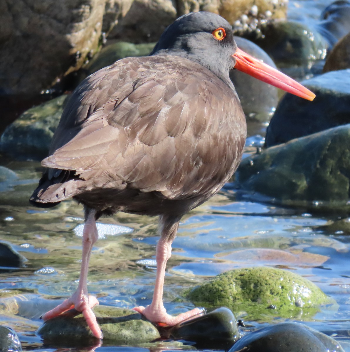 Black Oystercatcher - b haley