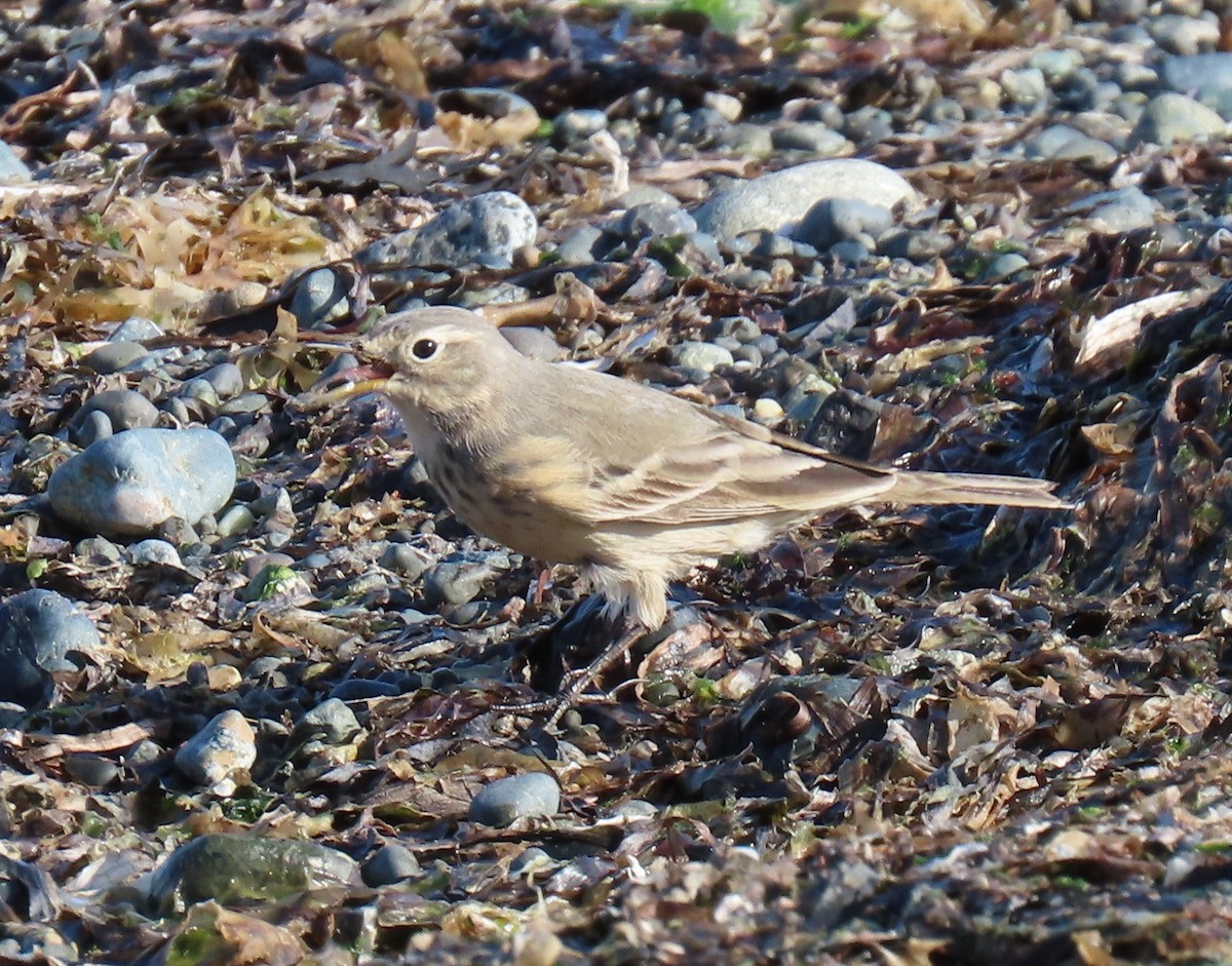 American Pipit - b haley