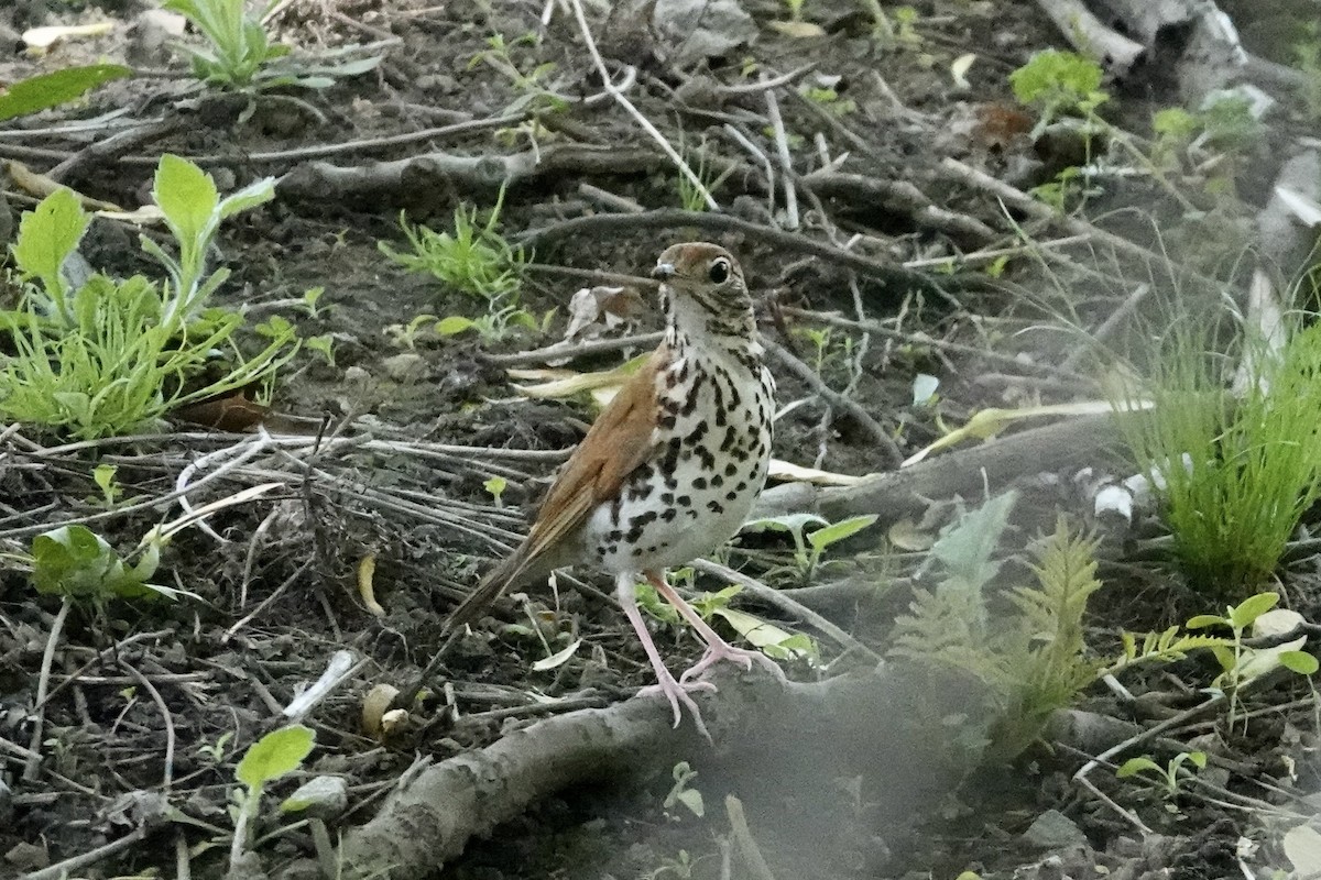 Wood Thrush - ML570794431