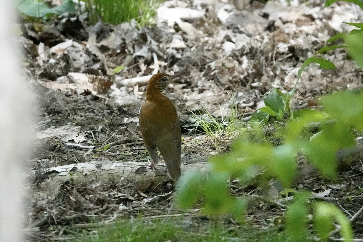 Wood Thrush - ML570794451