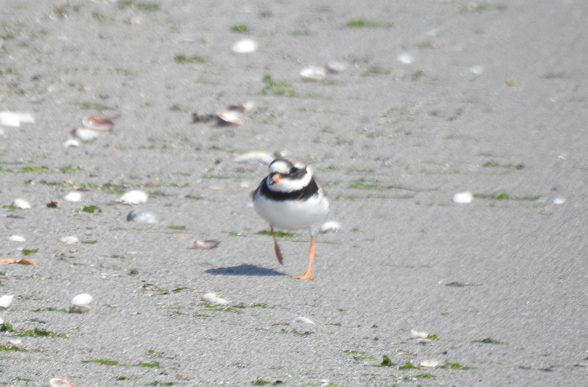 Common Ringed Plover - ML570794531