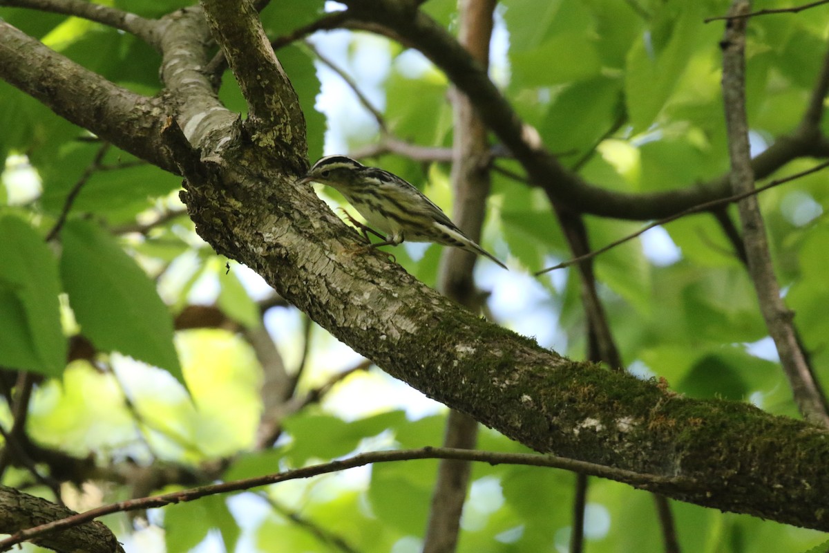 Black-and-white Warbler - ML570794811
