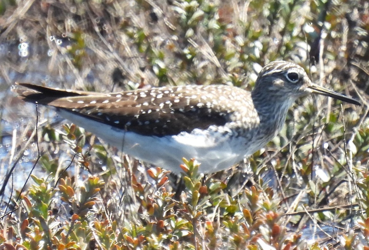 Solitary Sandpiper - ML570794851