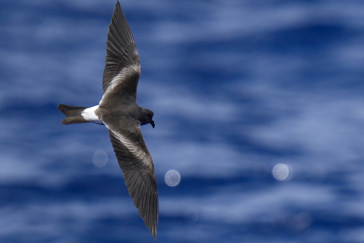 Leach's Storm-Petrel - ML570794971