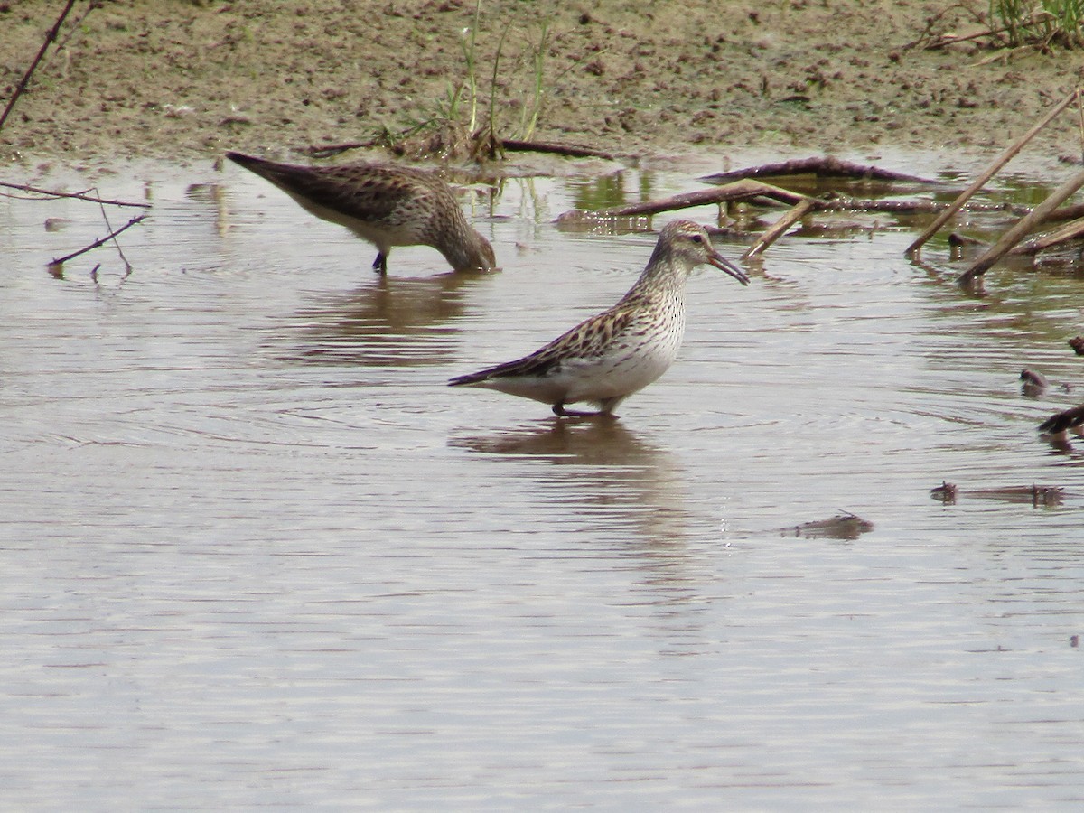 White-rumped Sandpiper - ML570795721
