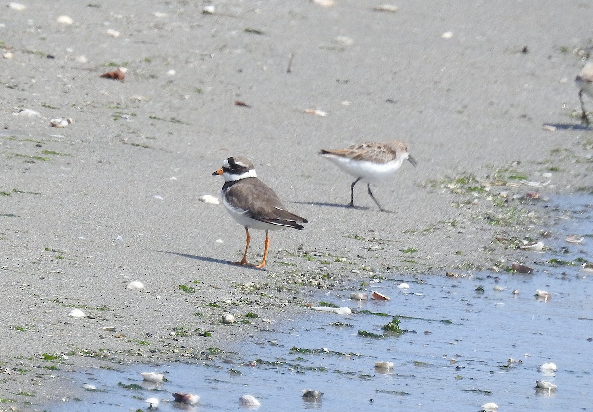 Common Ringed Plover - ML570795981