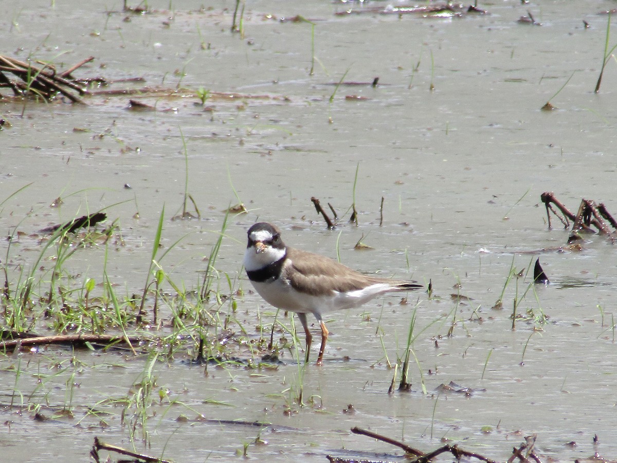 Semipalmated Plover - ML570796271