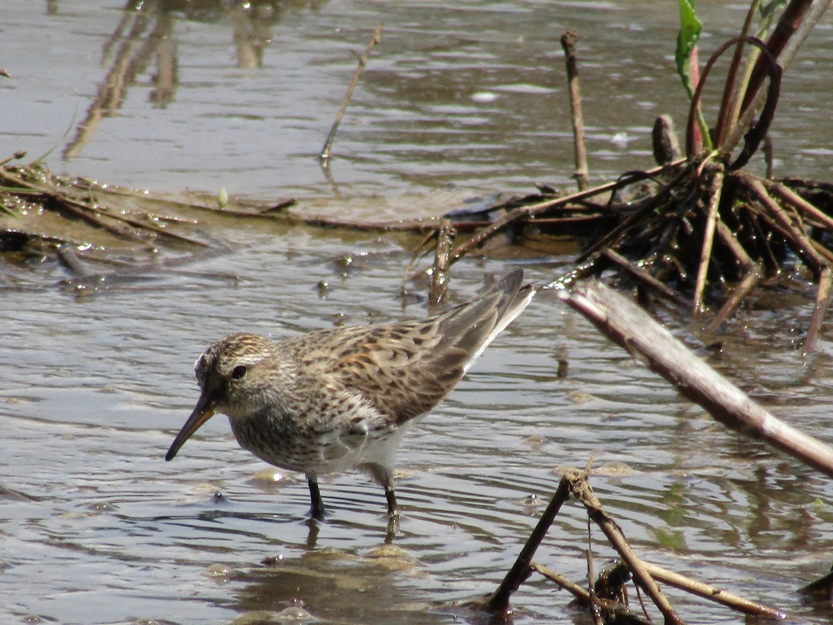 White-rumped Sandpiper - ML570796431