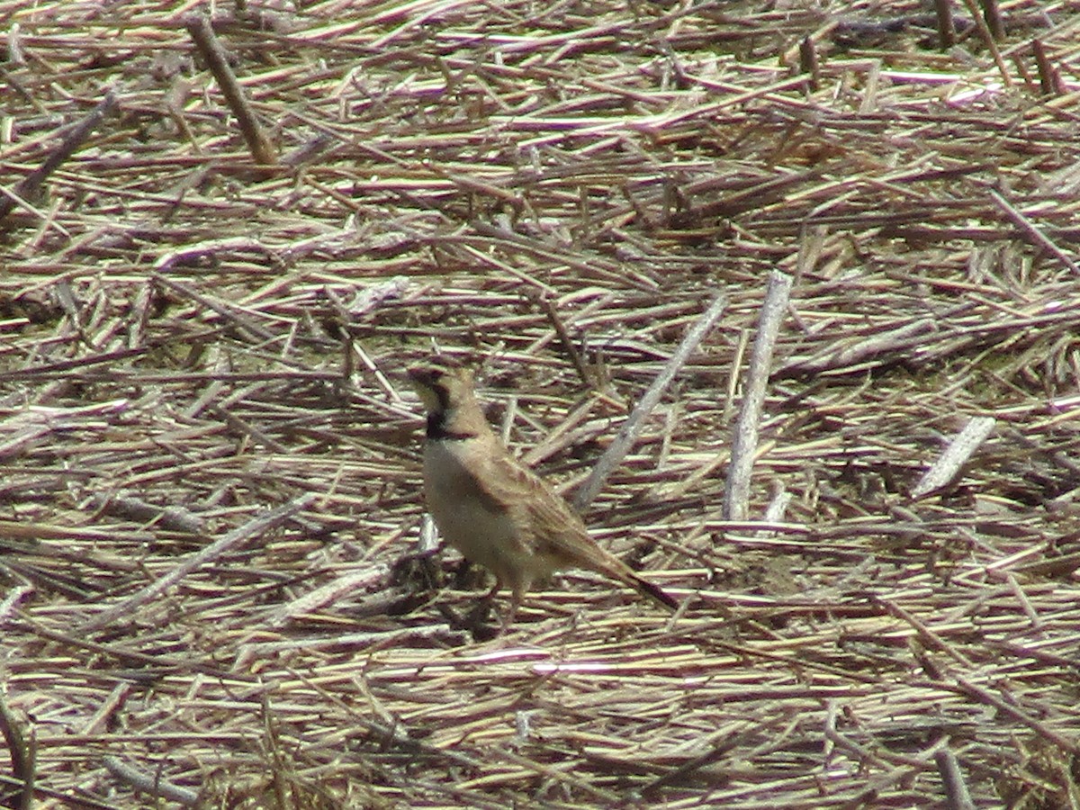 Horned Lark - ML570797001