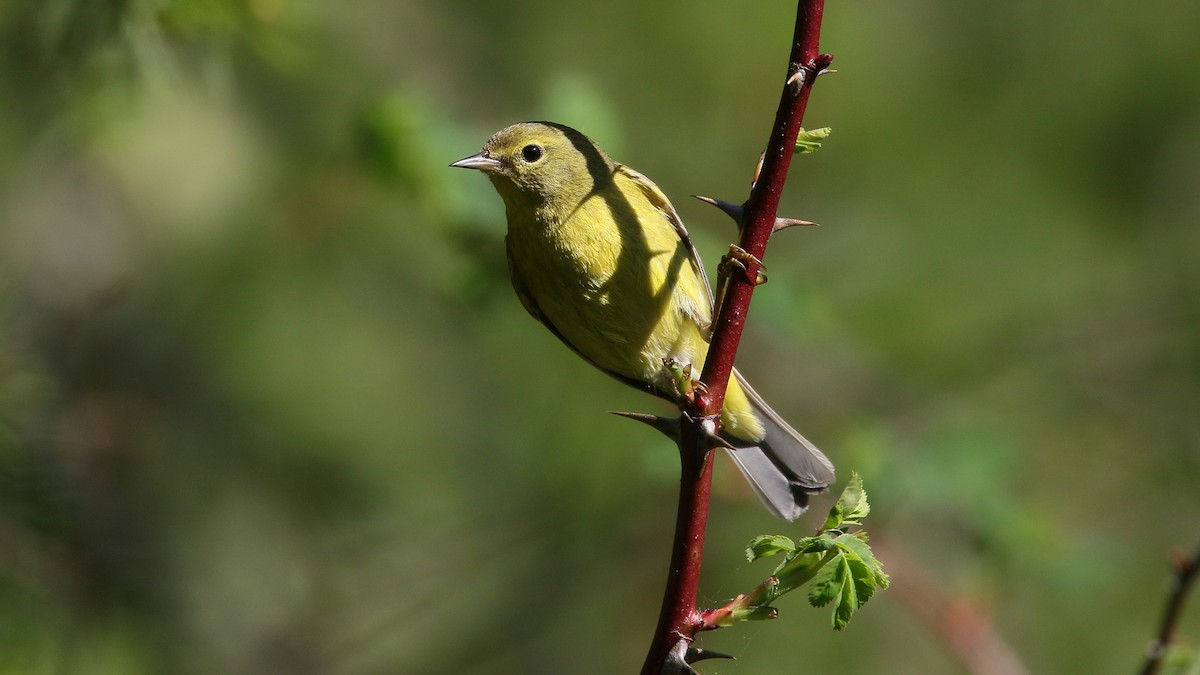 Orange-crowned Warbler - ML570797421