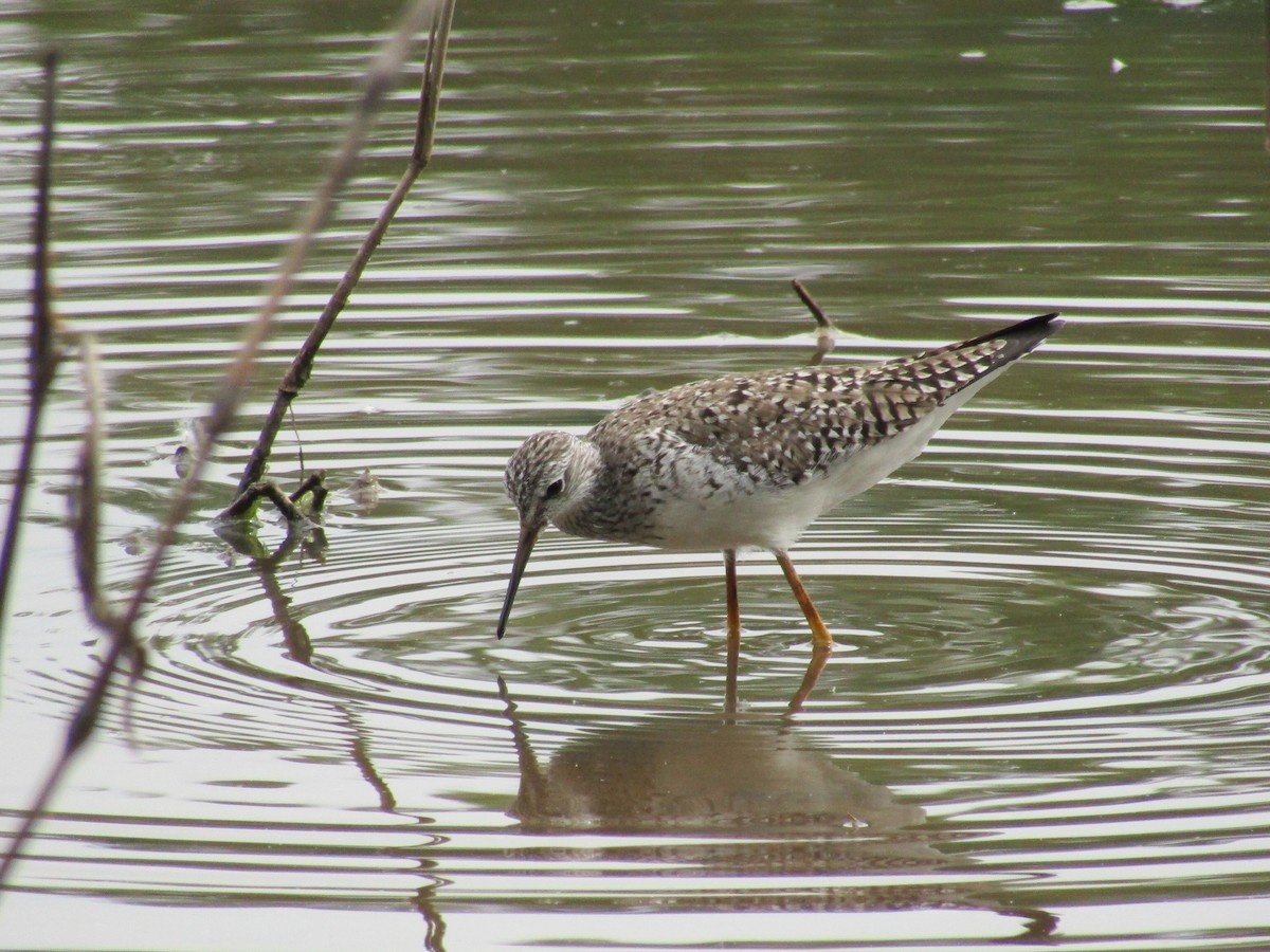 Lesser Yellowlegs - ML570797521