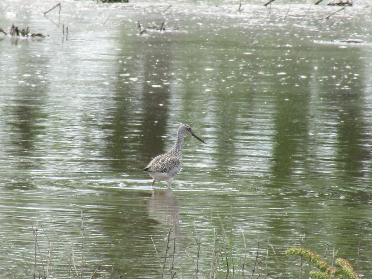 Greater Yellowlegs - ML570798131
