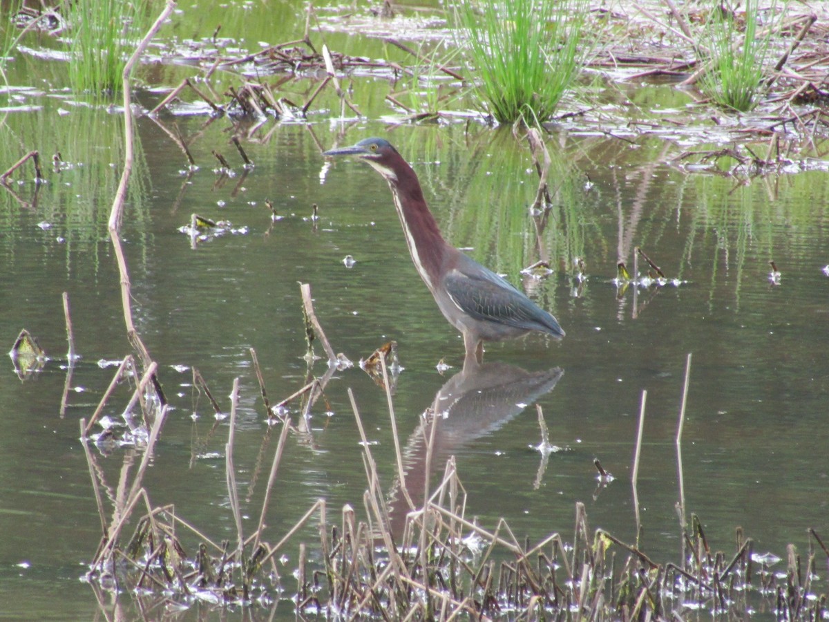 Green Heron - ML570798511