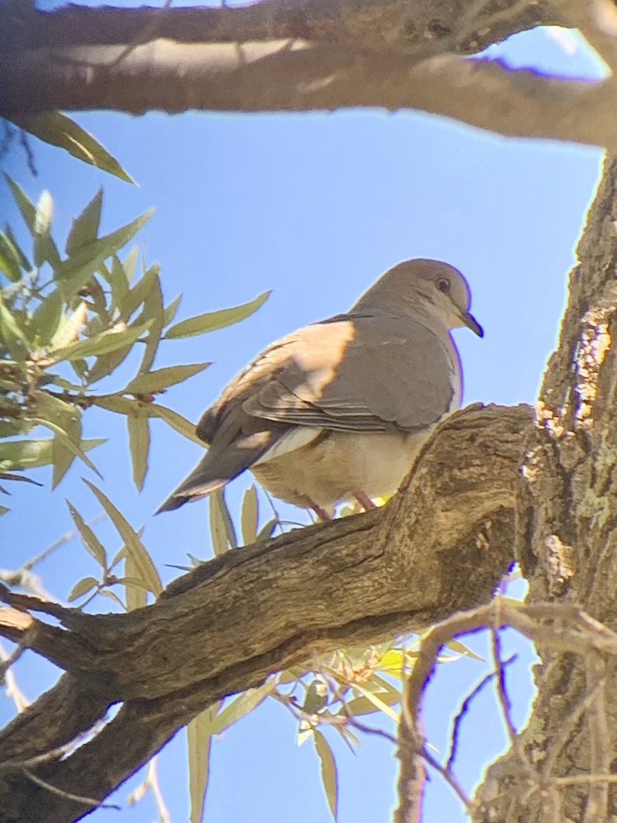 White-tipped Dove - ML570798531